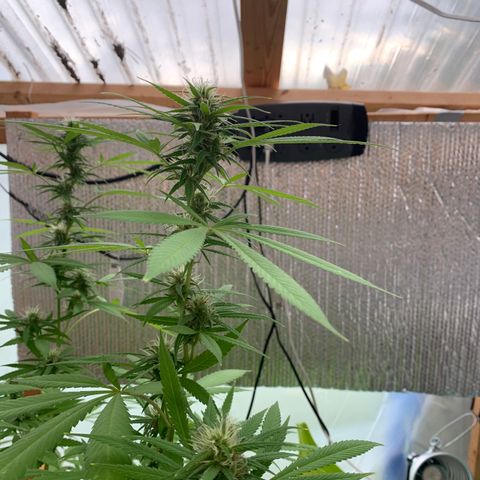 Davina  growlog timeline photo