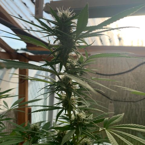 Davina  growlog timeline photo
