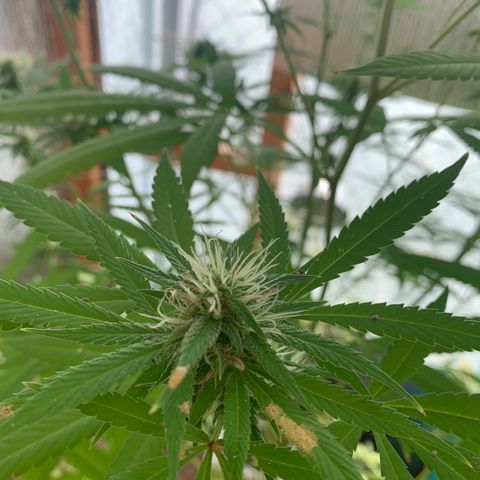 Davina  growlog timeline photo