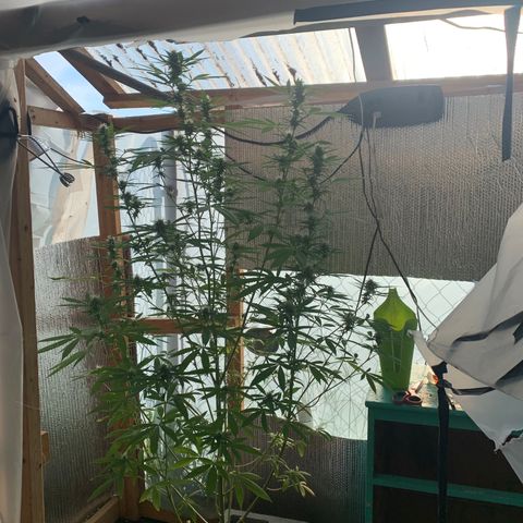 Davina  growlog timeline photo
