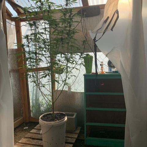 Davina  growlog timeline photo