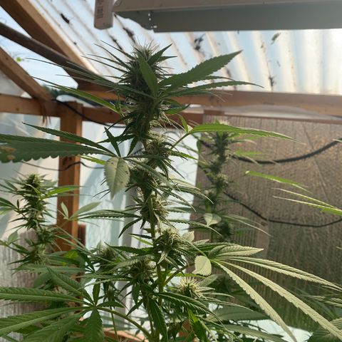 Davina  growlog timeline photo