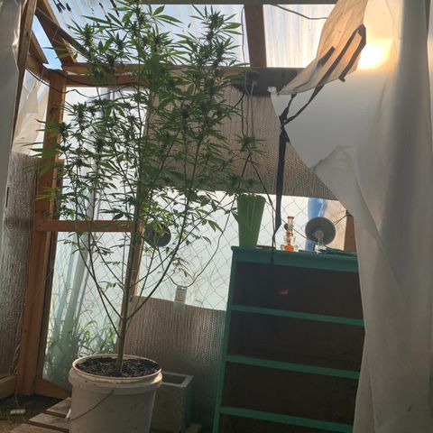 Davina  growlog timeline photo