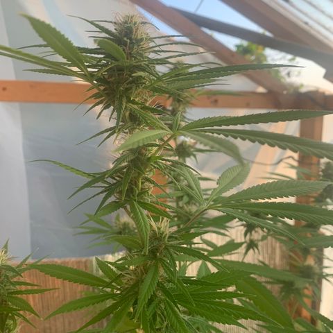 Davina  growlog timeline photo