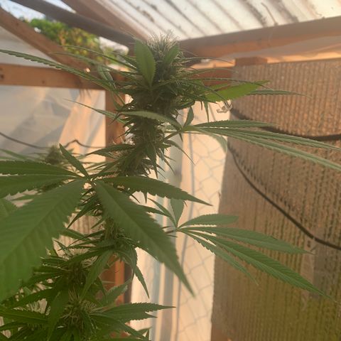 Davina  growlog timeline photo