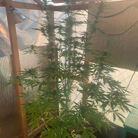Davina  growlog timeline photo
