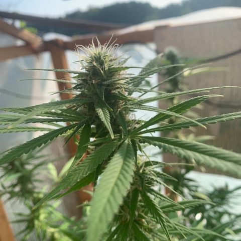 Davina  growlog timeline photo