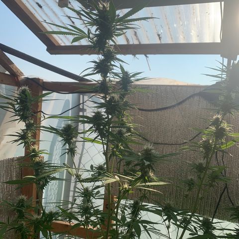Davina  growlog timeline photo