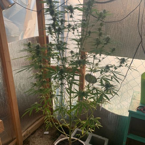 Davina  growlog timeline photo