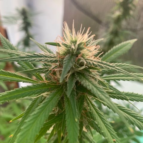 Davina  growlog timeline photo