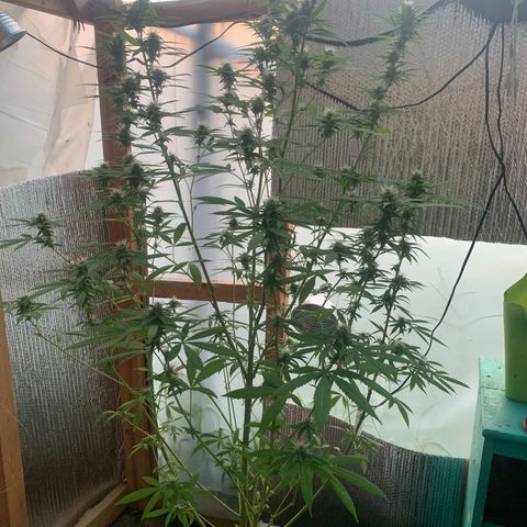Davina  growlog timeline photo