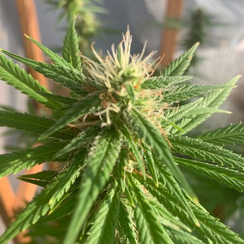 Davina  growlog timeline photo
