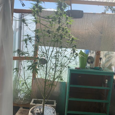 Davina  growlog timeline photo