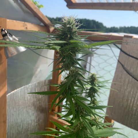 Davina  growlog timeline photo