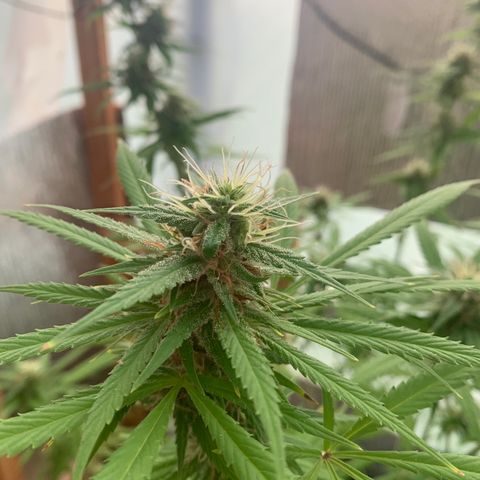 Davina  growlog timeline photo