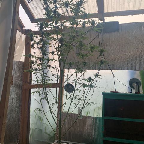 Davina  growlog timeline photo