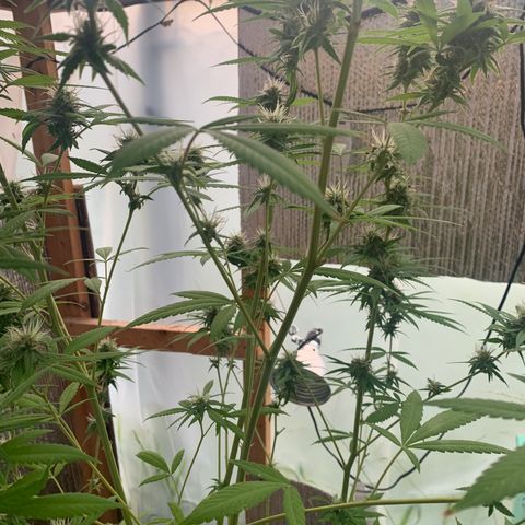 Davina  growlog timeline photo