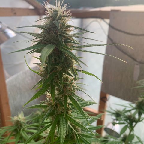 Davina  growlog timeline photo