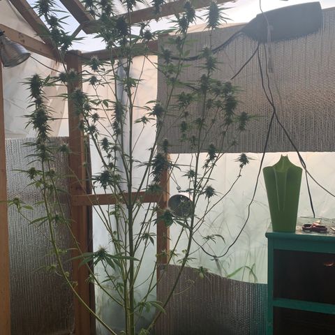 Davina  growlog timeline photo