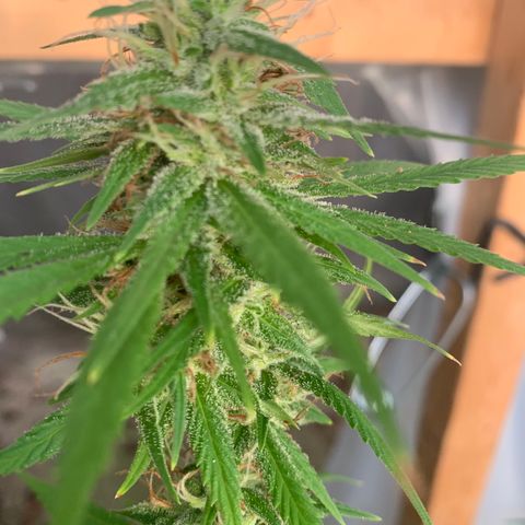 Davina  growlog timeline photo