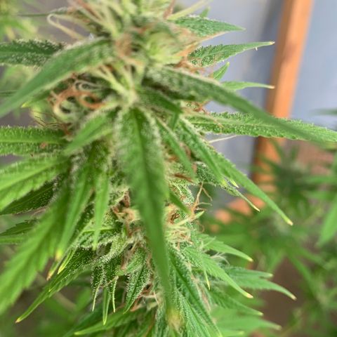 Davina  growlog timeline photo