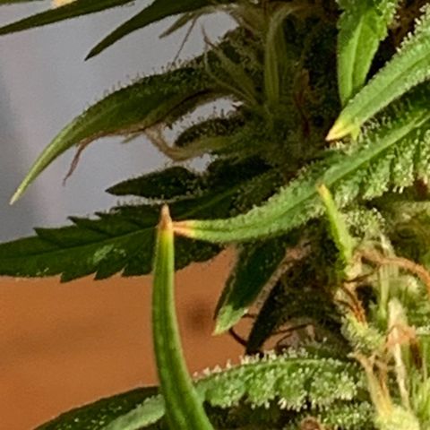 Davina  growlog timeline photo