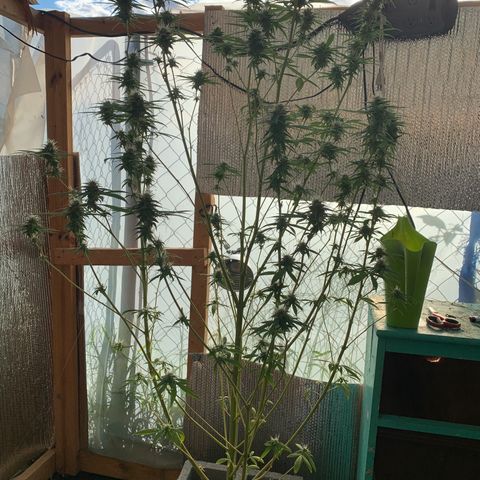 Davina  growlog timeline photo