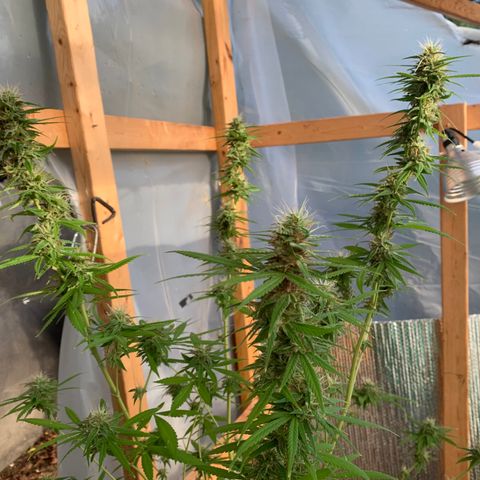 Davina  growlog timeline photo