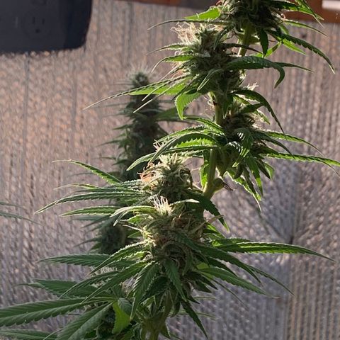 Davina  growlog timeline photo