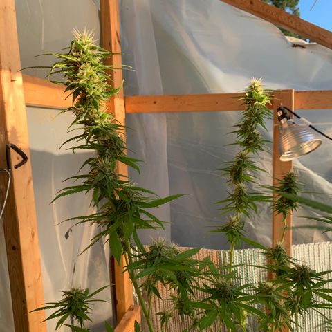 Davina  growlog timeline photo