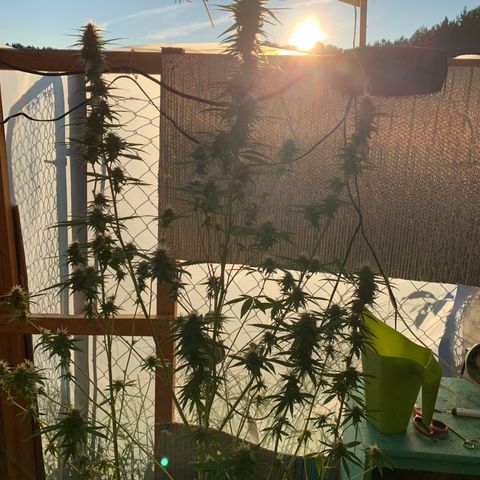 Davina  growlog timeline photo