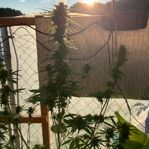 Davina  growlog timeline photo