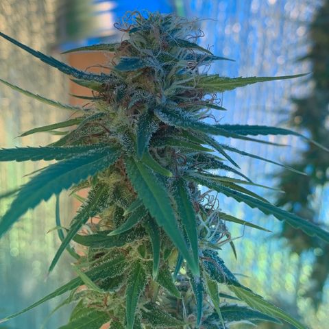 Davina  growlog timeline photo