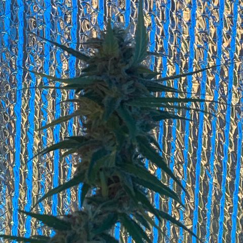 Davina  growlog timeline photo