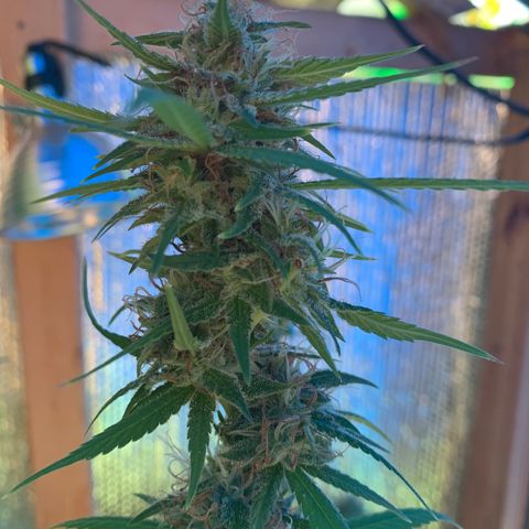 Davina  growlog timeline photo