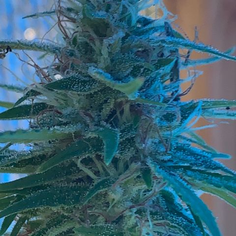 Davina  growlog timeline photo