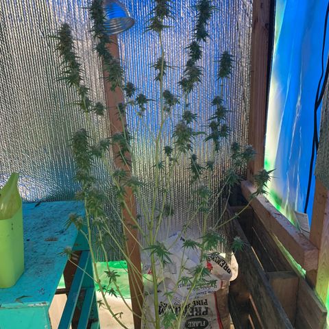 Davina  growlog timeline photo