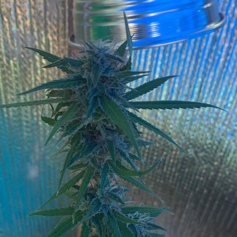 Davina  growlog timeline photo