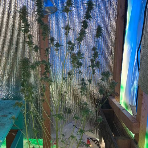 Davina  growlog timeline photo