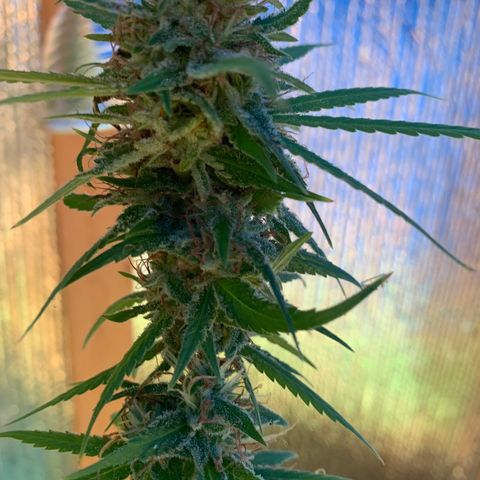 Davina  growlog timeline photo