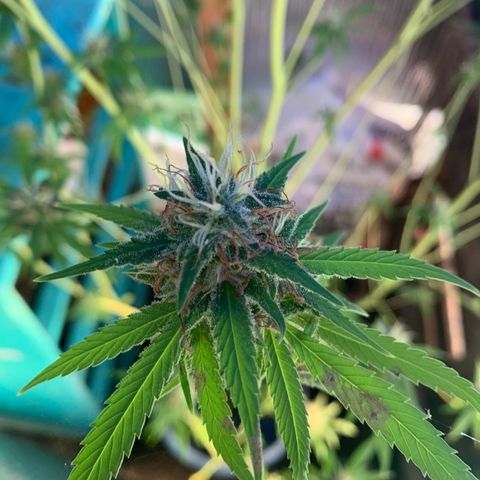 Davina  growlog timeline photo