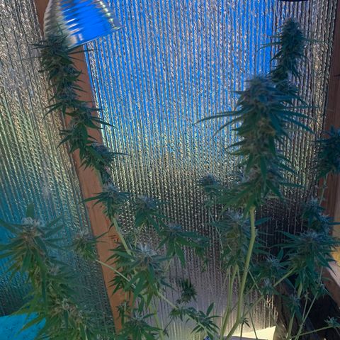 Davina  growlog timeline photo