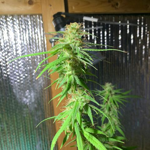 Davina  growlog timeline photo
