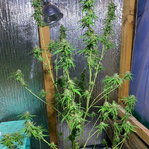 Davina  growlog timeline photo
