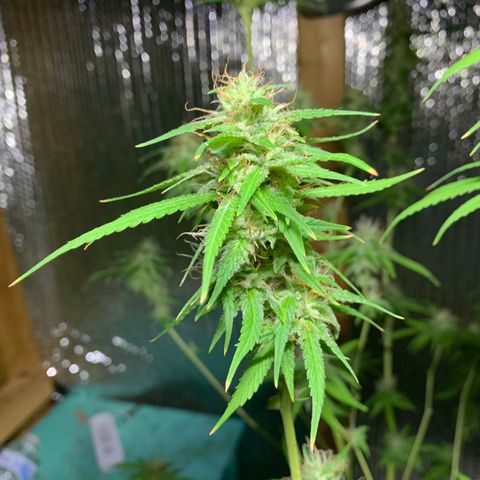 Davina  growlog timeline photo