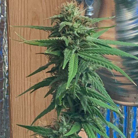 Davina  growlog timeline photo
