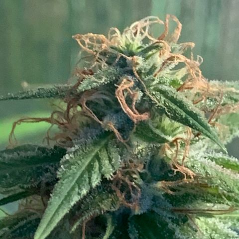 Davina  growlog timeline photo