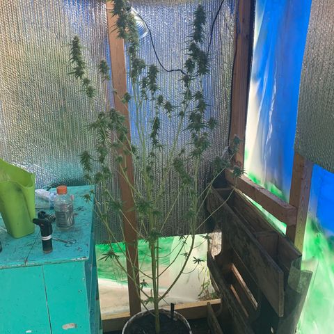 Davina  growlog timeline photo