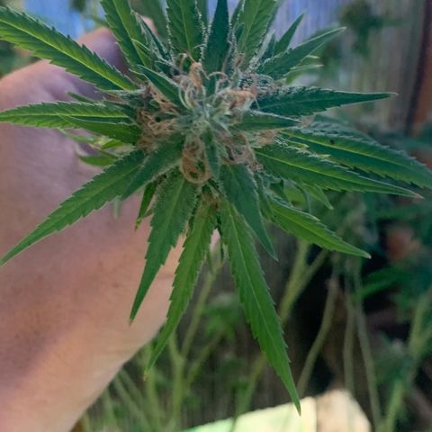 Davina  growlog timeline photo