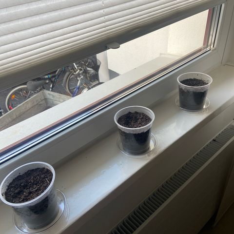 Peppa growlog photo: Eingetopft